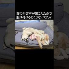 猫の叫び声が聞こえたので駆け付けるとこうなってた...笑#shorts
