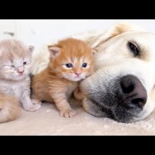 My Dog ​​is the Best Friend for Baby Kittens