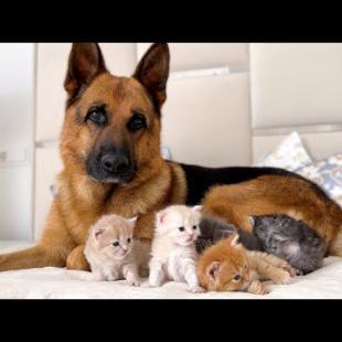 DOG and KITTENS Become BEST FRIENDS in Heartwarming Reunion!