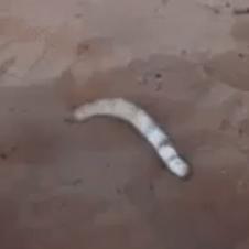 모래사장에서 뱀을 발견