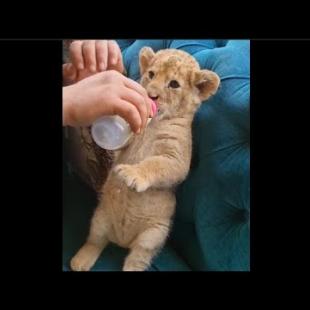 Cute baby lion and tiger drinking milk bottle sound on video