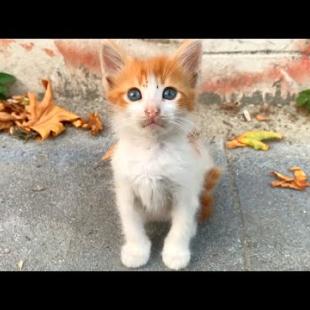 Homeless orange kitten, very timid, hesitant to be petted