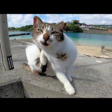 防波堤に座っていた野良猫がこっちを見ていたのでナデナデしてきた