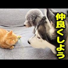 子猫と犬達が初めて超接近した結果こうなりました...