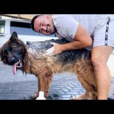 German Shepherd Really Loves When Dad Gives Her a Bath!