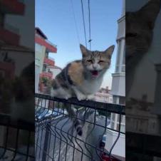 The Acrobat Cat Meows, the Show Begins!🎪🐈 #shorts #kitten #cat #catlove #cute #animals  #adoptstrays