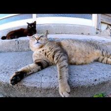 軒先の日陰で休む猫島の猫達