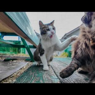 アイスクリーム屋さんのベンチで寝ている猫