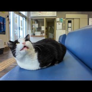 雨の日のフェリー切符売り場は猫カフェ？！