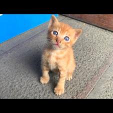 Abandoned, hungry kittens search everywhere for their mothers