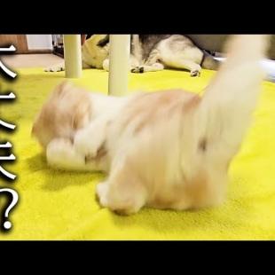 脚を痛めたのか？猫がすごい鳴き声を出しました...