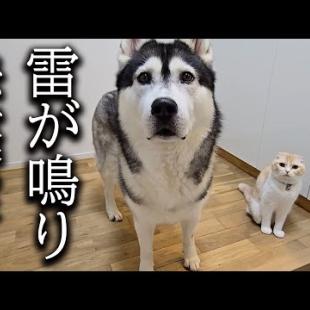 留守中に雷が落ちたので急いで家に引き返したら猫と犬が...