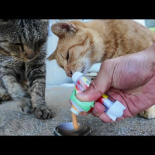 漁港の日陰で休む茶トラとキジトラ猫にちゅーるをあげたら幸せそうに食べてくれた🐾