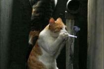 고양이가 담배 피우든 시절이 있었다