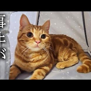 子猫が生まれて初めてテントでキャンプしたら...