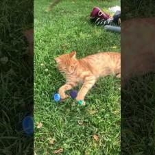 Playful cute orange cat, meow #shorts  #cat  #cute  #streetcats #animals #kittens #kitten