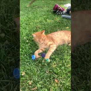 Playful cute orange cat, meow #shorts  #cat  #cute  #streetcats #animals #kittens #kitten