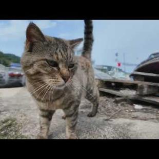猫島の漁港にいた猫ちゃんカワイイ
