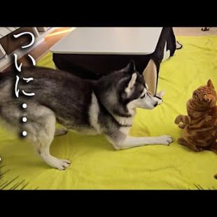 初めて子猫がハスキー犬に叱られた結果...