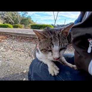 駐車場にいた猫を撫でると別の猫もやってきて擦り寄ってきた