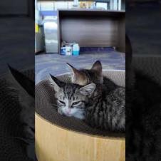 子猫かわいすぎる