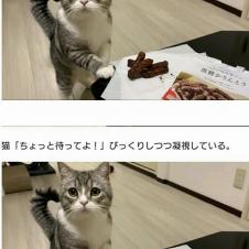 흑당과자를 먹는 집사를 보고 당황한 일본 고양이