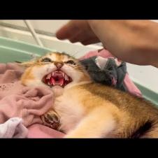 ПРИРУЧАЮ ДИКИХ ГИБРИДНЫХ КОТЯТ / Рысь показывает язык