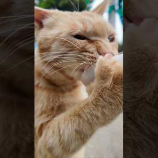 山の猫軍団にもちゅーるをあげたら、茶トラだけ本気すぎてヤバいww