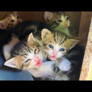 Where's Mom? 🐾The Kittens' Sweet Wait 😻
