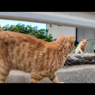 道を歩いてたら猫が次々と出てきて一緒に絶景スポットへ🐾猫島の癒し散歩🌸