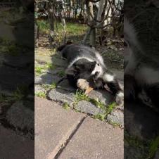 🐱🫶 It's siesta time for the homeless street cat.. #shorts #cat #cats