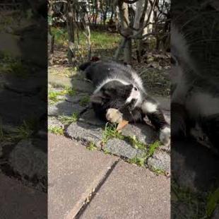 🐱🫶 It's siesta time for the homeless street cat.. #shorts #cat #cats