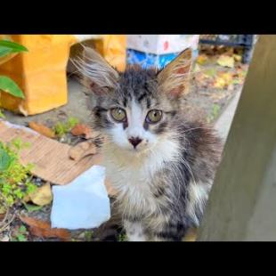 Orphaned hungry kittens ask for food