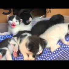 Kittens with their eyes not yet open greet the world with their weak meows