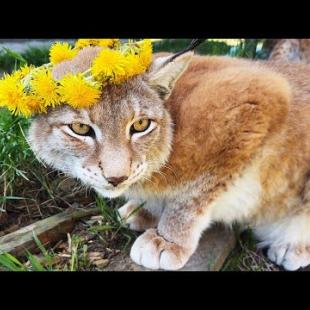 РЫСИНЫЙ ФЕЙСКОНТРОЛЬ / Почему у Барби родился один котёнок?