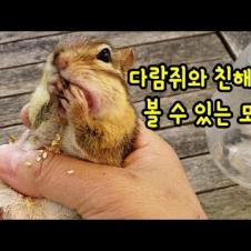 [ChooChoo Lee] 다람쥐와 친해지면 볼수있는 모습들