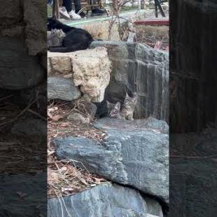 🍼💖 “Little Milk Hunters – You Won’t Be Able to Resist This Cuteness! #shorts #kitten #animalshorts