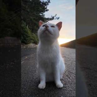 激しい夕立の後に海辺の公園に行くとよく喋る猫ちゃんと出会った