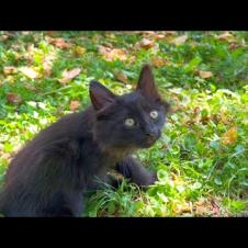 Cute long-haired kitten has a lot of fun playing