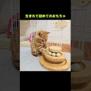 子猫に初めておもちゃをプレゼントした結果...笑#shorts