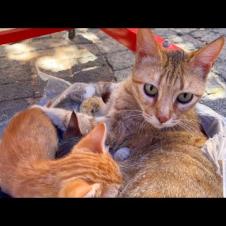 Mother cat calms her kittens by purring