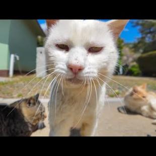 来た時はめちゃめちゃ猫パンチしてきた白猫ちゃんも帰る時にはすっかり甘えん坊になりました