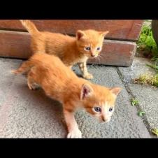 Cuteness Explosion! Hungry Kittens Search for Mother Cat 🐱✨