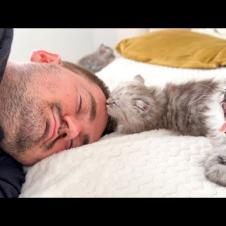 Tiny Kittens Attack Their Owner! 🐱😂