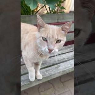 This cat is a total youtube phenomenon! #short #meow #kitten #cat #cute #kitten #animals #kittens