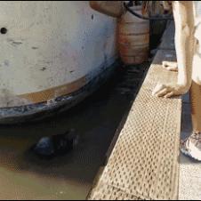 Sea lion drags girl into water.