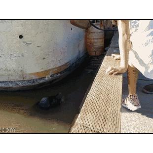 Sea lion drags girl into water.