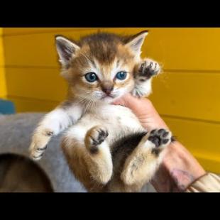 САМАЯ БЕРЕЖЛИВАЯ РЫСЬ / Барханная гибридная кошка встала не с той лапы