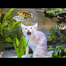 ВЫБИРАЕМ ЖИТЕЛЕЙ ДЛЯ 200 ЛИТРОВОГО АКВАРИУМА