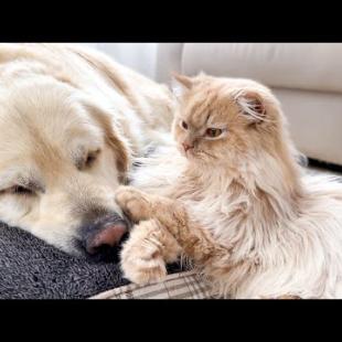 Funny Cat Trying to Take Over Golden Retriever Dog Bed!